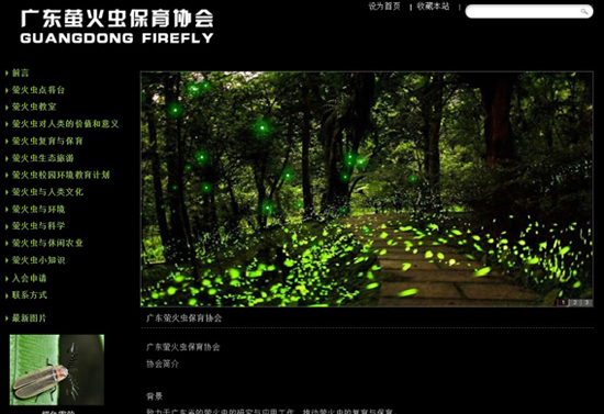 广州萤火虫网站建设案例